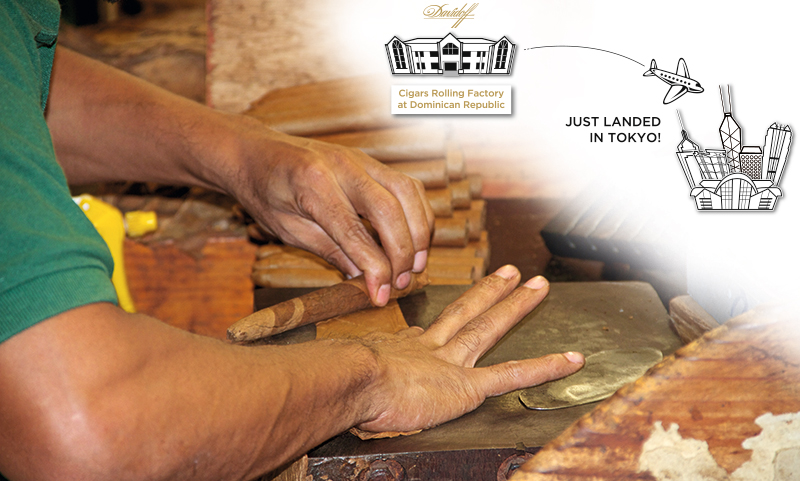DAVIDOFF FRESHLY ROLLED CIGARS